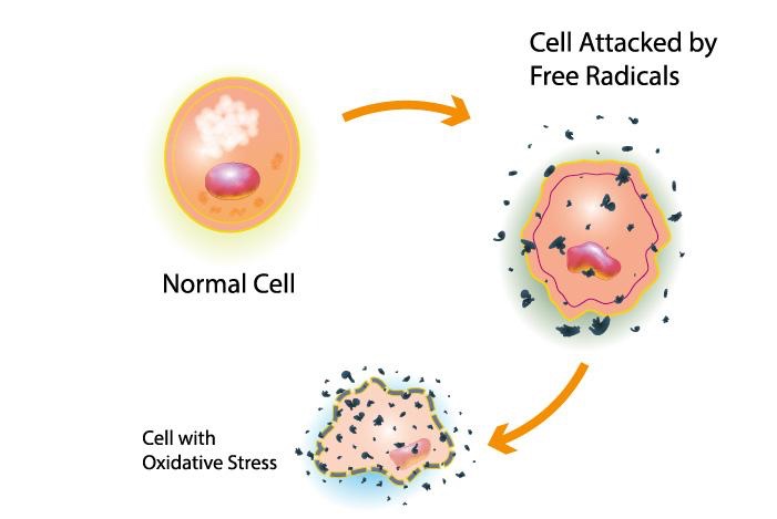Unveiling the Impact of Oxidative Stress: Understanding Foods that Increase Oxidative Stress