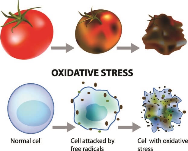 Understanding Oxidation in the Human Body: Effects and Sources of Oxidants